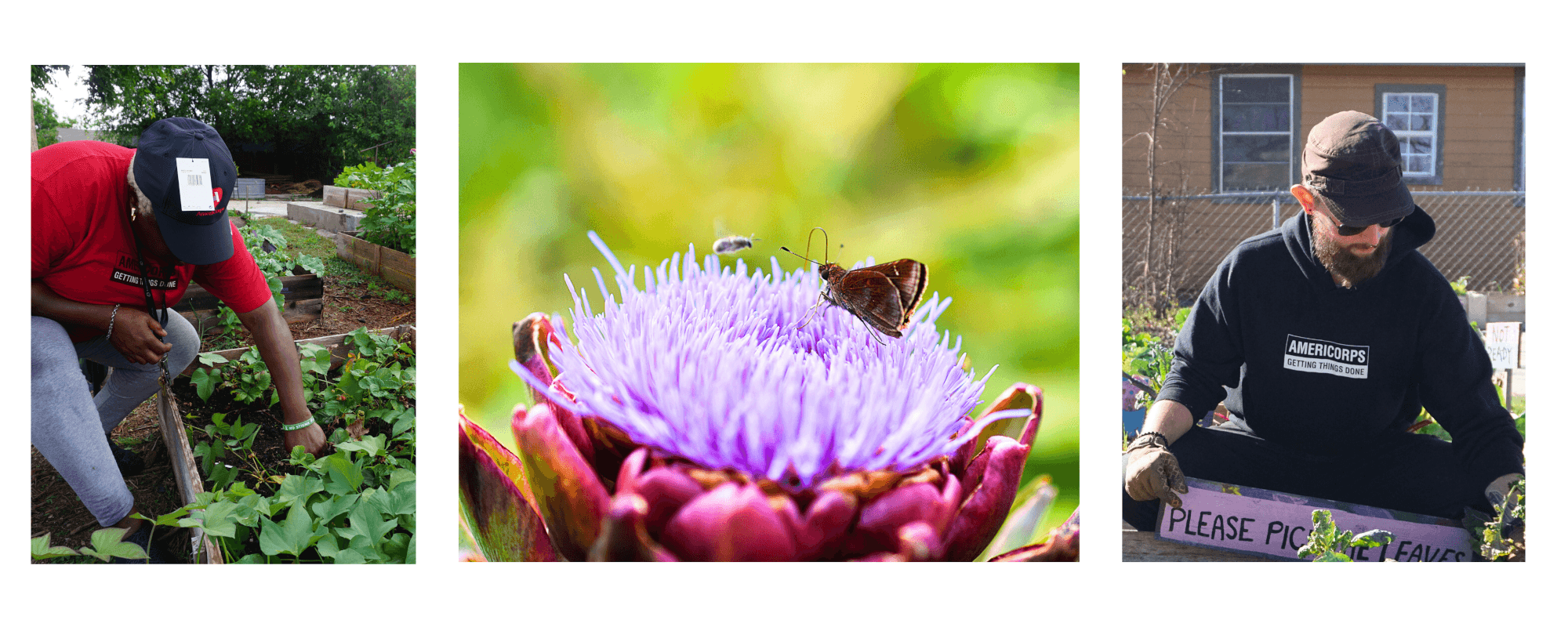 AmeriCorps service activities: volunteer tending garden plants, close-up of purple flower with butterfly, and AmeriCorps member working in community garden.