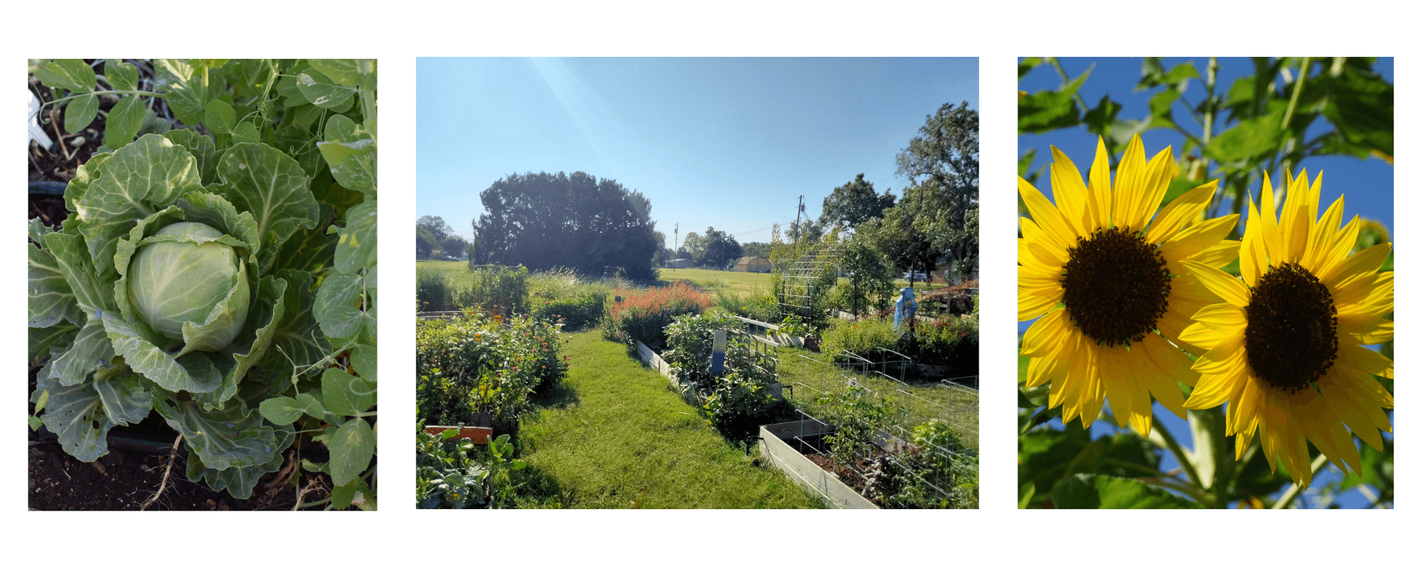 Community gardens with plants, volunteers, and garden structures across multiple sites in Killeen.